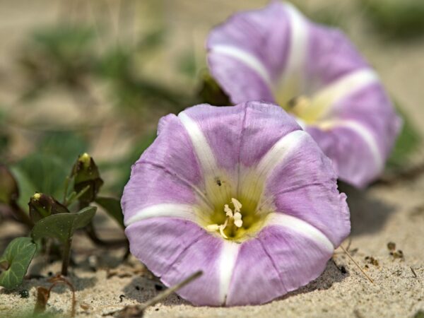 Een grote roze bloem met witte strepen vanuit het gele hart naar buiten ligt in het zand. Daarnaast nog bloemen in de knop.