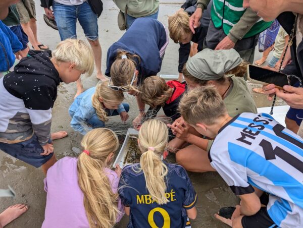 kinderen staan gebogen over een bak heen op het strand