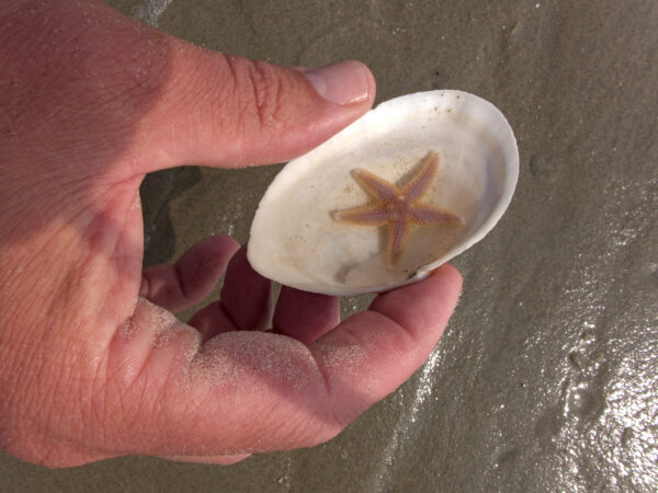 Een hand houdt een schelp vast waar een kleine zeester in een beetje water ligt.