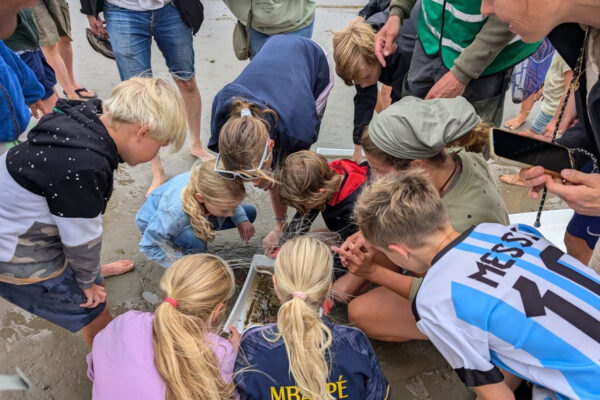 kinderen staan gebogen over een bak heen op het strand