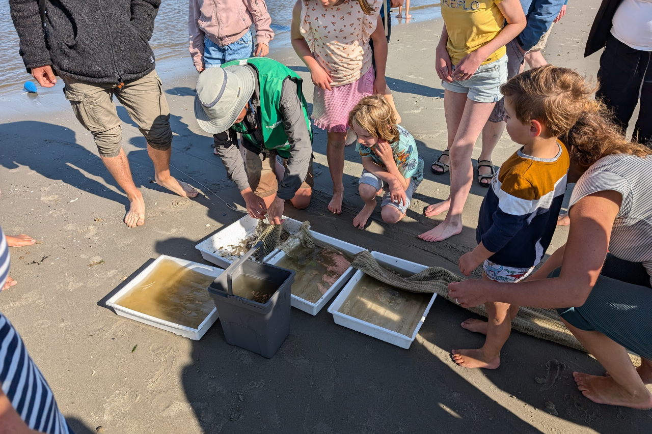 kinderen en volwassenen staan gebogen over bakken met zeedieren op het strand