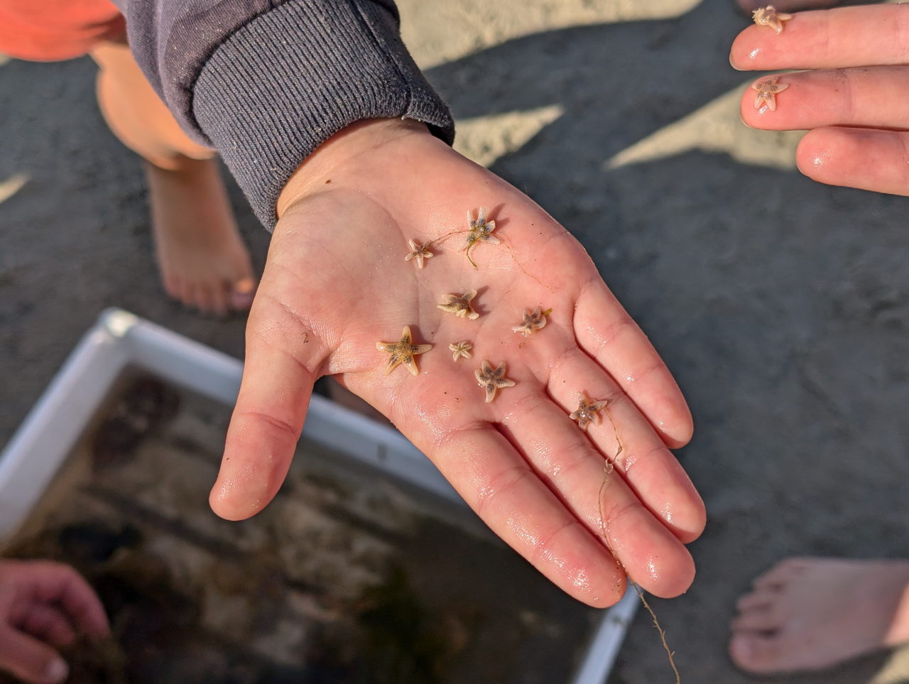 een hand vol kleine zeesterren