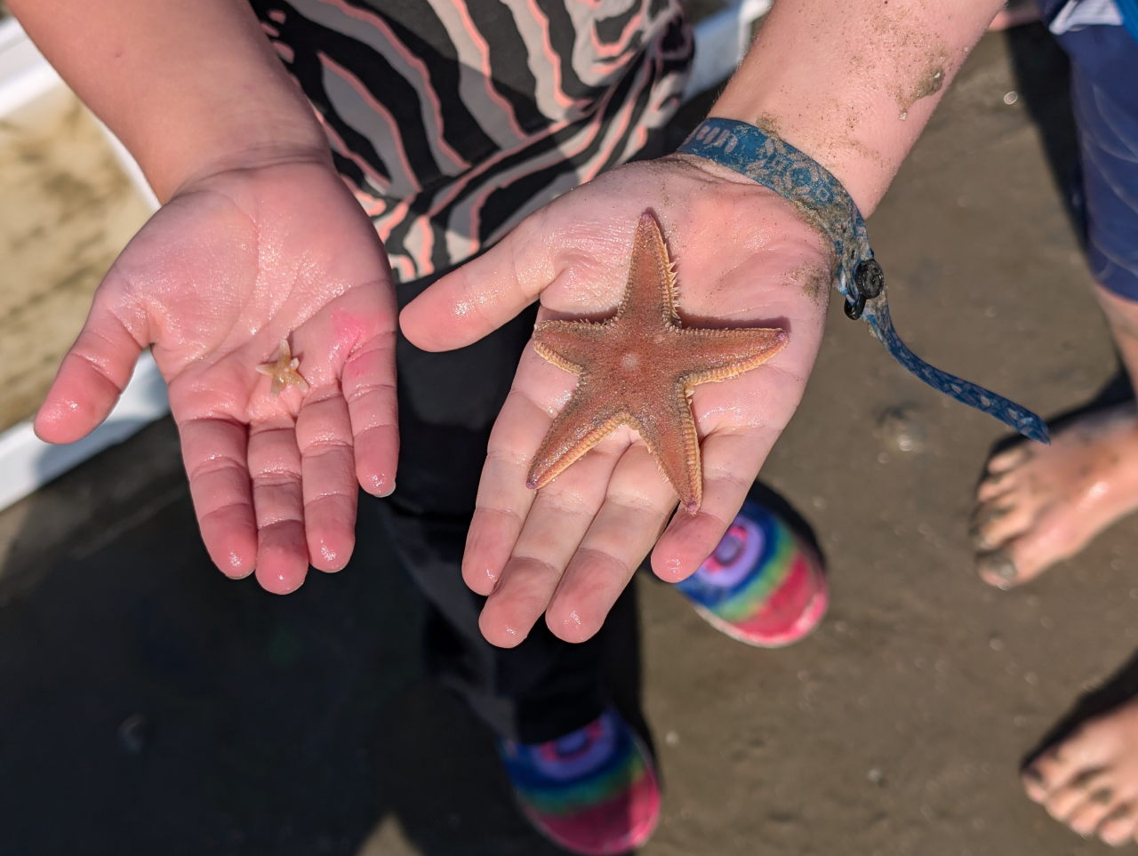 twee kinderhanden met ieder een zeester