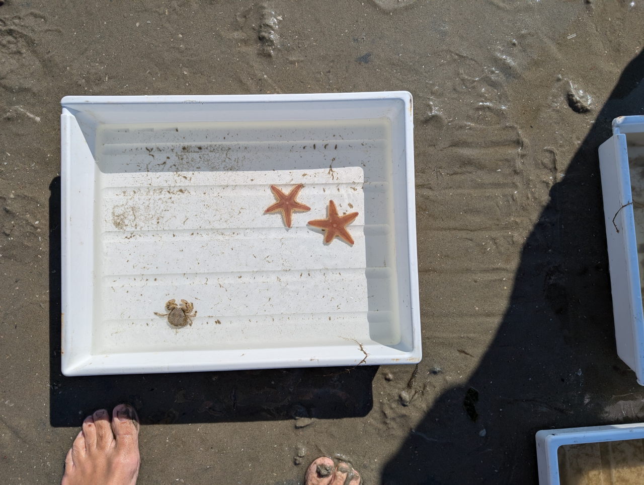 twee zeesterren in een bak met zeewater op het strand