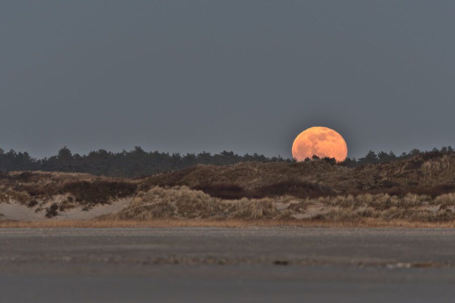 Grote oranje maan zakt achter het dennenbos