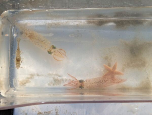 twee inktvissen, een zeester en garnaal in een aquarium