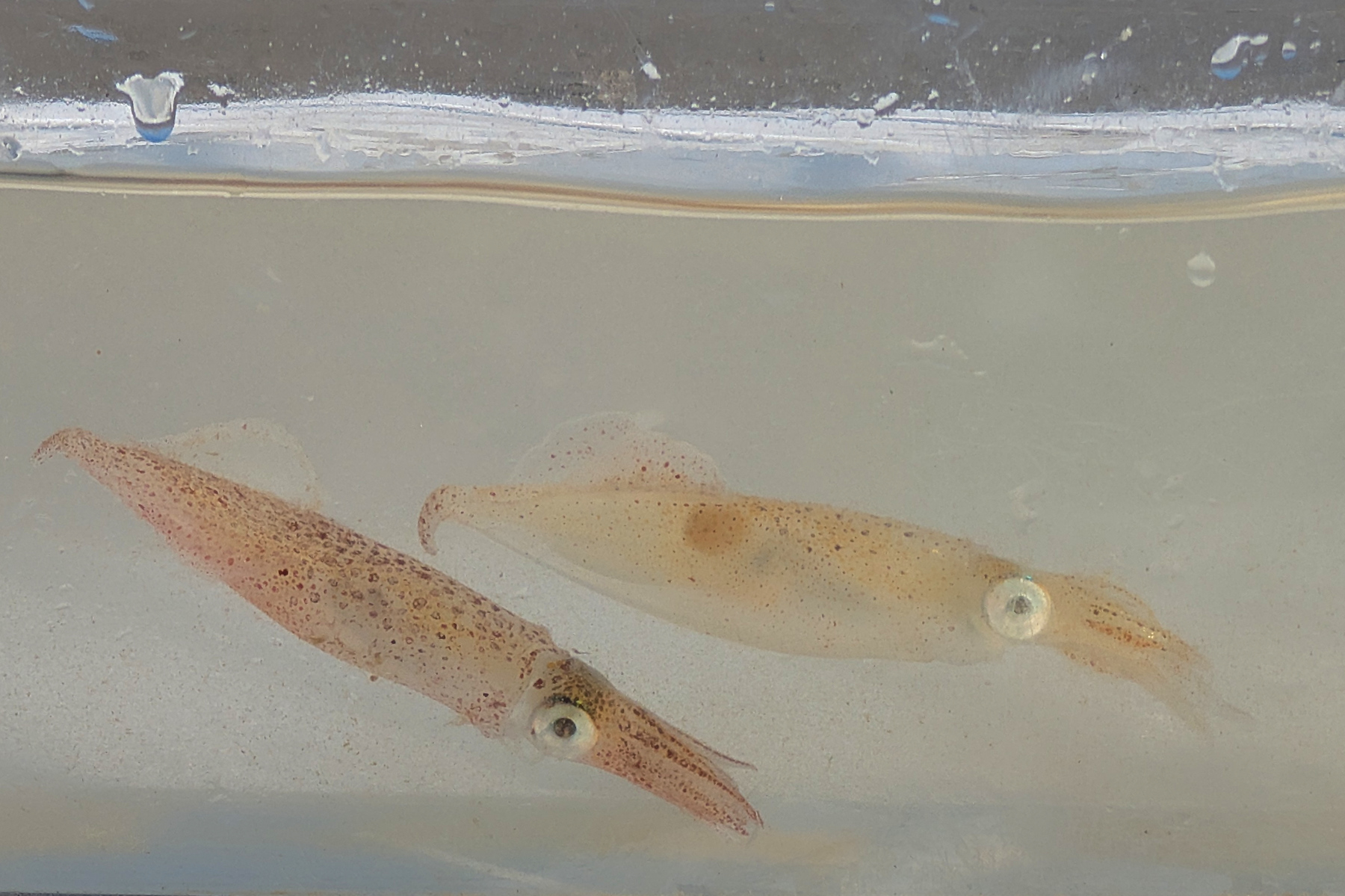twee pijlinktvissen kijken met schattige ogen in de lens vanuit aquarium