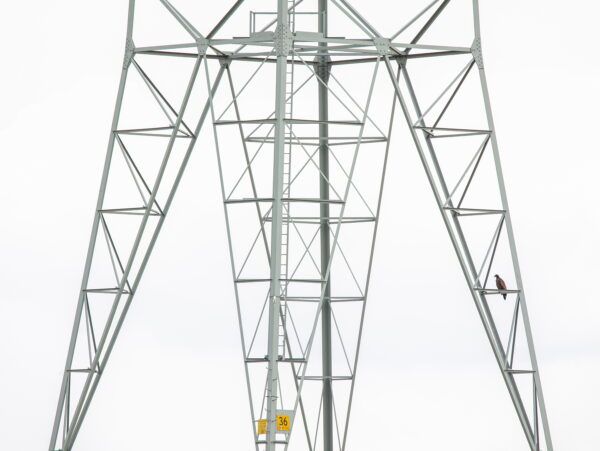 een zeearend zit rechtsonder klein in beeld op een elektriciteitsmast