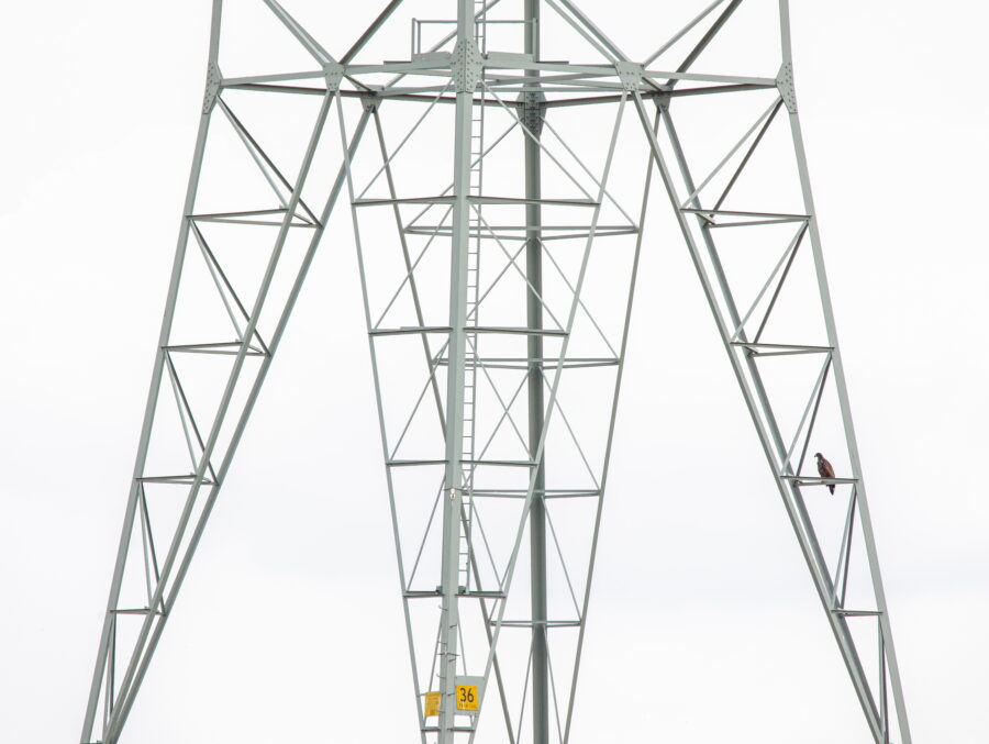 een zeearend zit rechtsonder klein in beeld op een grote elektriciteitsmast
