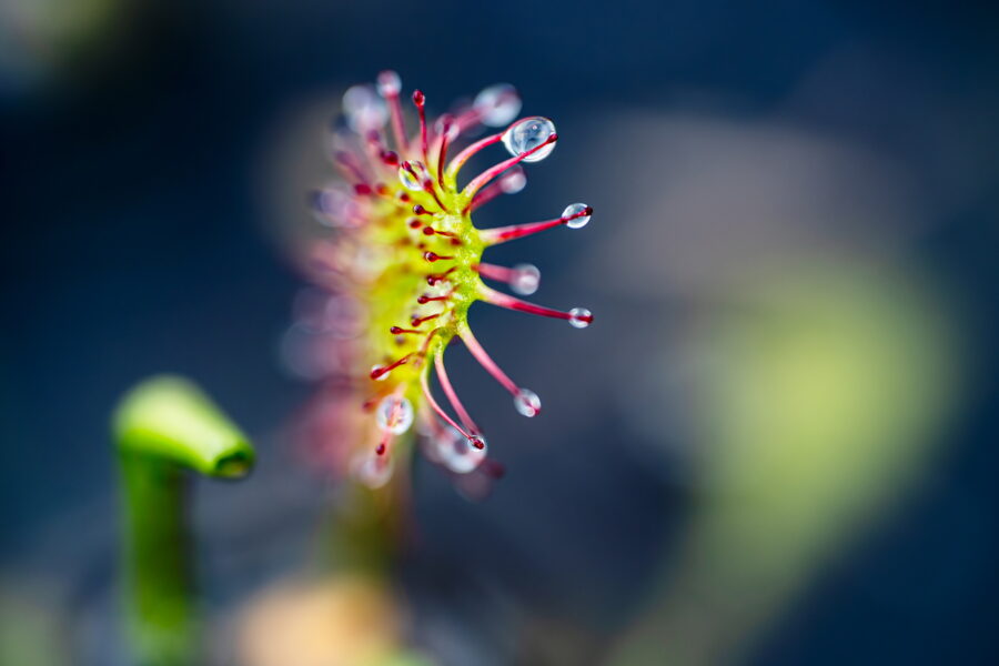blad van zonnedauw met lijmdruppels