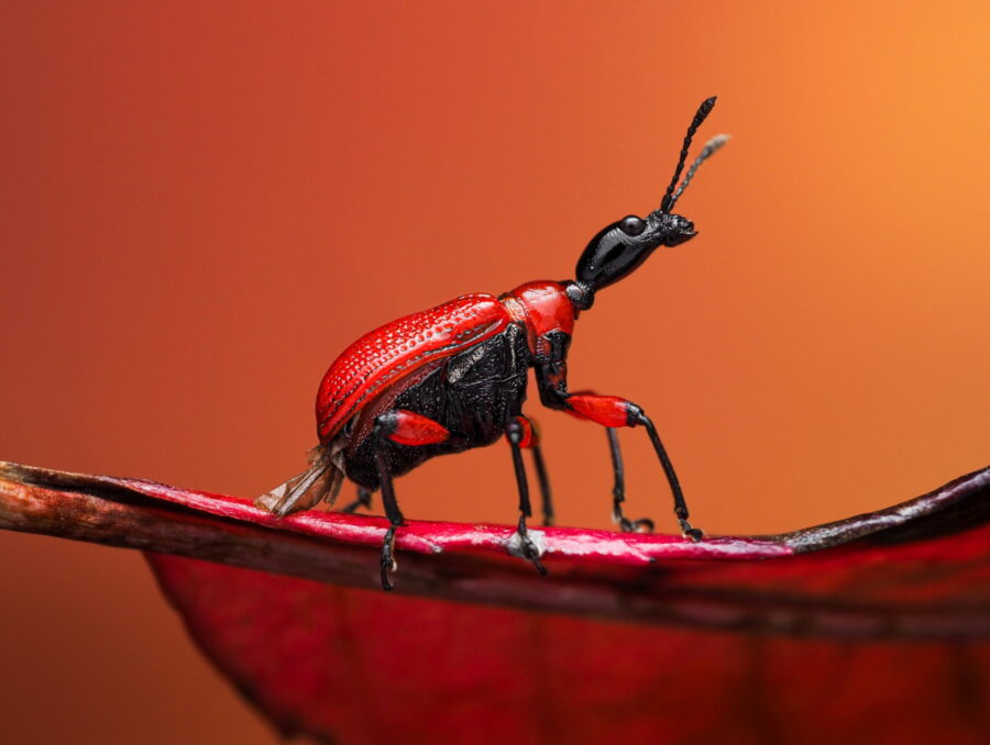 rood-zwarte kever op rood blad met feloranje achtergrond