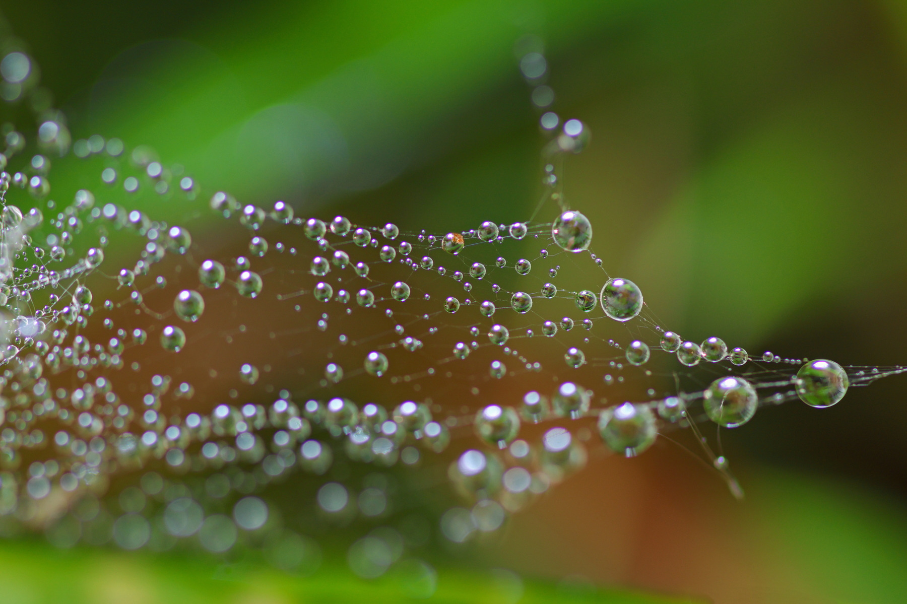kleine waterdruppels op spinneweb