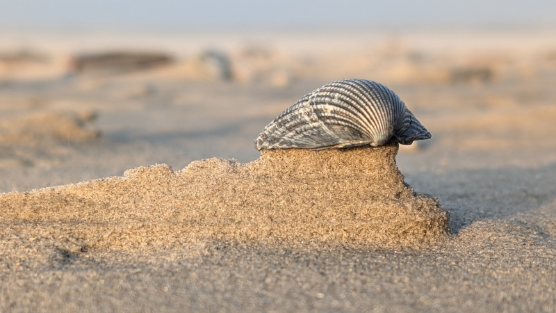 Strandjutten
